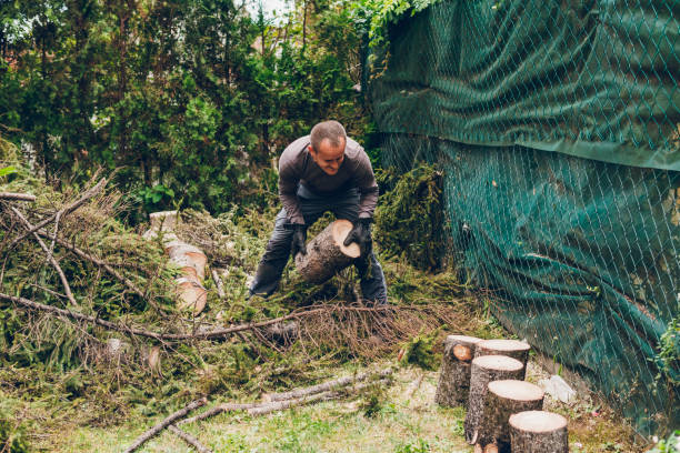 Tree Felling Blackpool