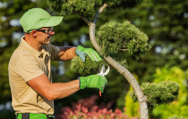 Tree Pruning Services Preston